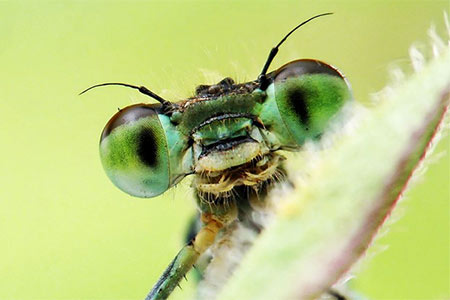 A close-up of a green eyed mantis waving.